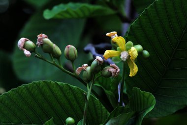 Basit ya da Dillenia Suffruticosa 'nın güzel çiçekleri ve yaprakları vardır. 