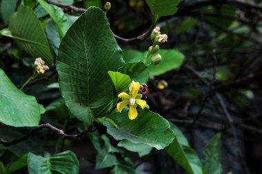 Basit ya da Dillenia Suffruticosa 'nın güzel çiçekleri ve yaprakları vardır. 