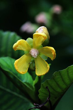 Basit ya da Dillenia Suffruticosa 'nın güzel çiçekleri ve yaprakları vardır. 