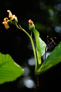 Basit ya da Dillenia Suffruticosa 'nın güzel çiçekleri ve yaprakları vardır. 