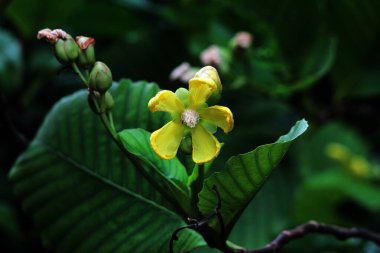 Basit ya da Dillenia Suffruticosa 'nın güzel çiçekleri ve yaprakları vardır. 