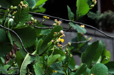 Basit ya da Dillenia Suffruticosa 'nın güzel çiçekleri ve yaprakları vardır. 