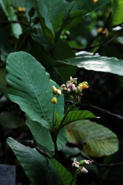 Basit ya da Dillenia Suffruticosa 'nın güzel çiçekleri ve yaprakları vardır. 