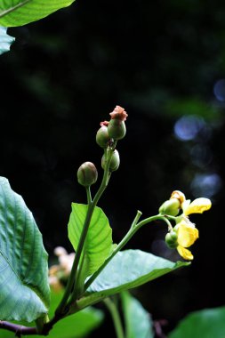 Basit ya da Dillenia Suffruticosa 'nın güzel çiçekleri ve yaprakları vardır. 