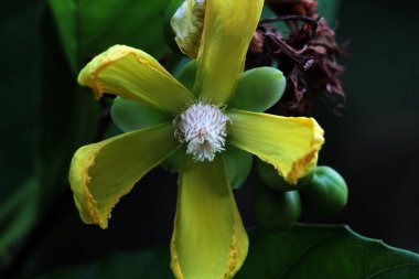 Basit ya da Dillenia Suffruticosa 'nın güzel çiçekleri ve yaprakları vardır. 