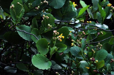 Basit ya da Dillenia Suffruticosa 'nın güzel çiçekleri ve yaprakları vardır. 