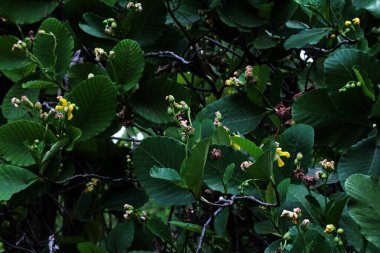 Basit ya da Dillenia Suffruticosa 'nın güzel çiçekleri ve yaprakları vardır. 