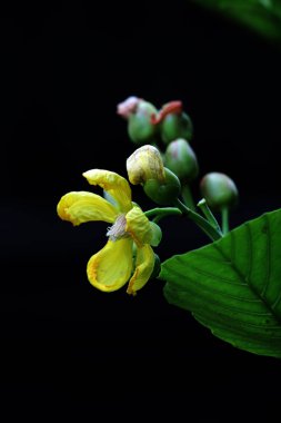 Basit ya da Dillenia Suffruticosa 'nın güzel çiçekleri ve yaprakları vardır. 