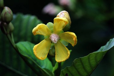 Basit ya da Dillenia Suffruticosa 'nın güzel çiçekleri ve yaprakları vardır. 