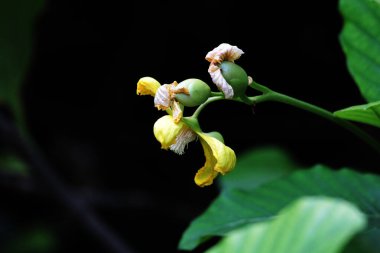 Basit ya da Dillenia Suffruticosa 'nın güzel çiçekleri ve yaprakları vardır. 