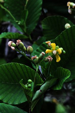Basit ya da Dillenia Suffruticosa 'nın güzel çiçekleri ve yaprakları vardır. 