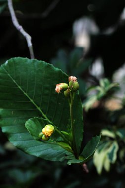 Basit ya da Dillenia Suffruticosa 'nın güzel çiçekleri ve yaprakları vardır. 