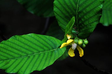 Basit ya da Dillenia Suffruticosa 'nın güzel çiçekleri ve yaprakları vardır. 