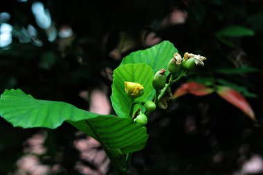 Basit ya da Dillenia Suffruticosa 'nın güzel çiçekleri ve yaprakları vardır. 