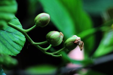 Basit ya da Dillenia Suffruticosa 'nın güzel çiçekleri ve yaprakları vardır. 