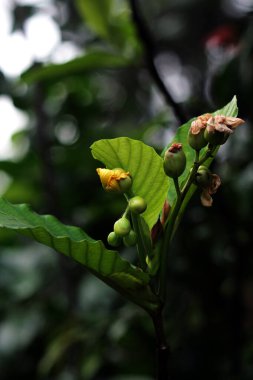 Basit ya da Dillenia Suffruticosa 'nın güzel çiçekleri ve yaprakları vardır. 