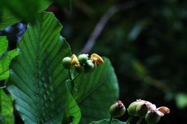 Basit ya da Dillenia Suffruticosa 'nın güzel çiçekleri ve yaprakları vardır. 