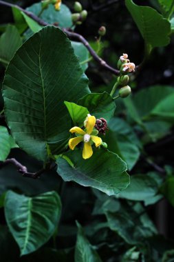 Basit ya da Dillenia Suffruticosa 'nın güzel çiçekleri ve yaprakları vardır. 