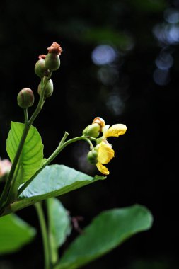 Basit ya da Dillenia Suffruticosa 'nın güzel çiçekleri ve yaprakları vardır. 