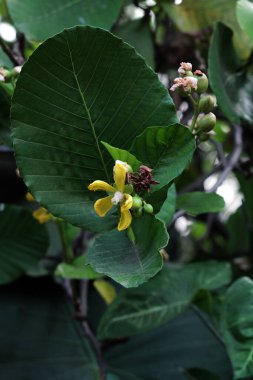Basit ya da Dillenia Suffruticosa 'nın güzel çiçekleri ve yaprakları vardır. 