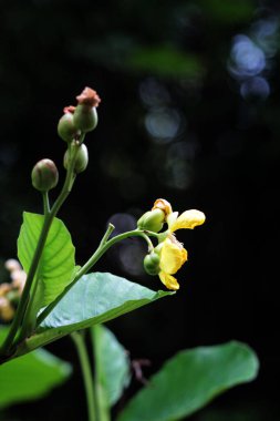 Basit ya da Dillenia Suffruticosa 'nın güzel çiçekleri ve yaprakları vardır. 