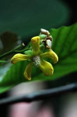 Basit ya da Dillenia Suffruticosa 'nın güzel çiçekleri ve yaprakları vardır. 