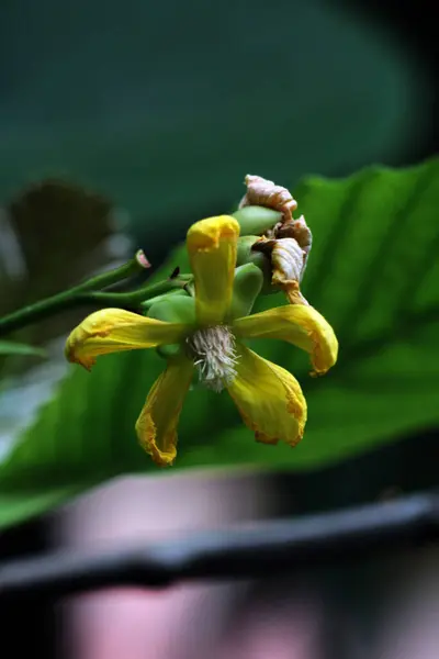 stock image Simpur or Dillenia suffruticosa has beautiful flowers and leaves 