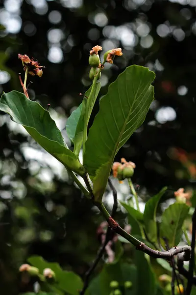 stock image Simpur or Dillenia suffruticosa has beautiful flowers and leaves 