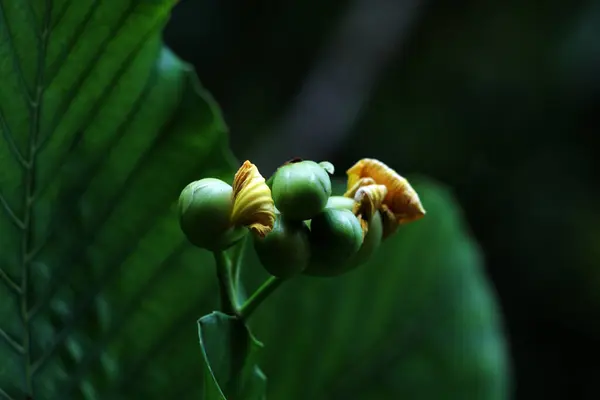 stock image Simpur or Dillenia suffruticosa has beautiful flowers and leaves 