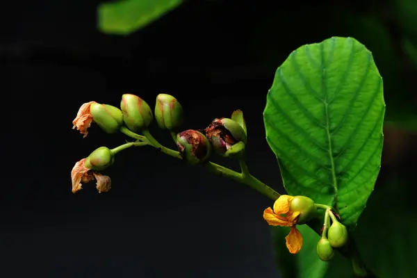 Stock image Simpur or Dillenia suffruticosa has beautiful flowers and leaves 