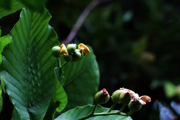 stock image Simpur or Dillenia suffruticosa has beautiful flowers and leaves 