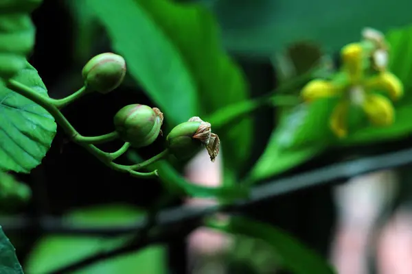 stock image Simpur or Dillenia suffruticosa has beautiful flowers and leaves 