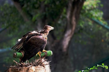 Bonelli 'nin Kartalı ya da Aquila fasciata. Kartal orta büyüklüktedir, iyi orantılıdır, koyu renk kanatları ve kuyruğuyla çelişen beyaz bir vücudu vardır..