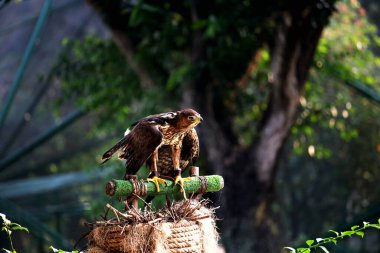 Bonelli 'nin Kartalı ya da Aquila fasciata. Kartal orta büyüklüktedir, iyi orantılıdır, koyu renk kanatları ve kuyruğuyla çelişen beyaz bir vücudu vardır..