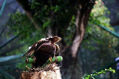 Bonelli's Eagle or Aquila fasciata. The eagle is medium-sized, well-proportioned, with a whitish body that contrasts with its dark wings and tail. clipart