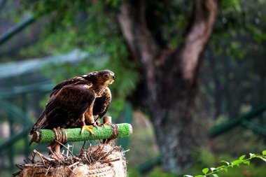 Bonelli 'nin Kartalı ya da Aquila fasciata. Kartal orta büyüklüktedir, iyi orantılıdır, koyu renk kanatları ve kuyruğuyla çelişen beyaz bir vücudu vardır..