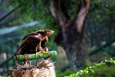Bonelli 'nin Kartalı ya da Aquila fasciata. Kartal orta büyüklüktedir, iyi orantılıdır, koyu renk kanatları ve kuyruğuyla çelişen beyaz bir vücudu vardır..