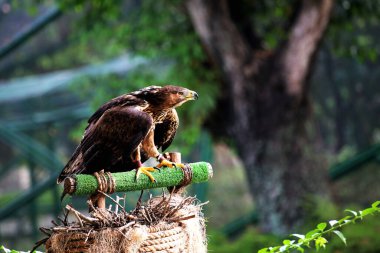 Bonelli 'nin Kartalı ya da Aquila fasciata. Kartal orta büyüklüktedir, iyi orantılıdır, koyu renk kanatları ve kuyruğuyla çelişen beyaz bir vücudu vardır..