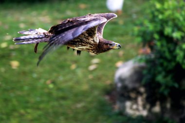 Bonelli's Eagle or Aquila fasciata. The eagle is medium-sized, well-proportioned, with a whitish body that contrasts with its dark wings and tail. clipart