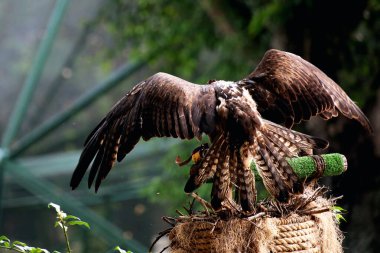 Bonelli's Eagle or Aquila fasciata. The eagle is medium-sized, well-proportioned, with a whitish body that contrasts with its dark wings and tail. clipart