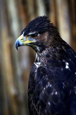 Bonelli 'nin Kartalı ya da Aquila fasciata. Kartal orta büyüklüktedir, iyi orantılıdır, koyu renk kanatları ve kuyruğuyla çelişen beyaz bir vücudu vardır..