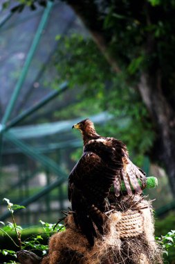 Bonelli's Eagle or Aquila fasciata. The eagle is medium-sized, well-proportioned, with a whitish body that contrasts with its dark wings and tail. clipart