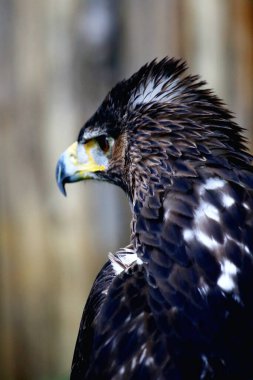 Bonelli's Eagle or Aquila fasciata. The eagle is medium-sized, well-proportioned, with a whitish body that contrasts with its dark wings and tail. clipart