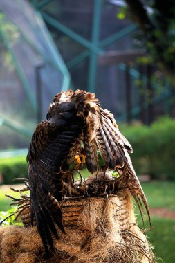 Bonelli 'nin Kartalı ya da Aquila fasciata. Kartal orta büyüklüktedir, iyi orantılıdır, koyu renk kanatları ve kuyruğuyla çelişen beyaz bir vücudu vardır..