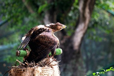 Bonelli 'nin Kartalı ya da Aquila fasciata. Kartal orta büyüklüktedir, iyi orantılıdır, koyu renk kanatları ve kuyruğuyla çelişen beyaz bir vücudu vardır..