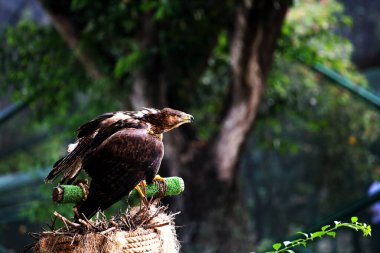Bonelli 'nin Kartalı ya da Aquila fasciata. Kartal orta büyüklüktedir, iyi orantılıdır, koyu renk kanatları ve kuyruğuyla çelişen beyaz bir vücudu vardır..