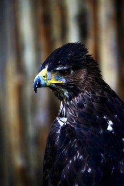 Bonelli 'nin Kartalı ya da Aquila fasciata. Kartal orta büyüklüktedir, iyi orantılıdır, koyu renk kanatları ve kuyruğuyla çelişen beyaz bir vücudu vardır..