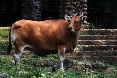 Çiftlikteki kahverengi boğa.