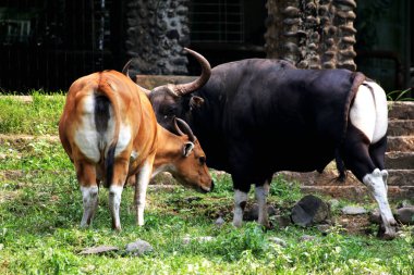 Siyah ve kahverengi boğalar çiftlikte.