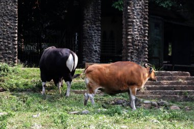 Siyah ve kahverengi boğalar çiftlikte.